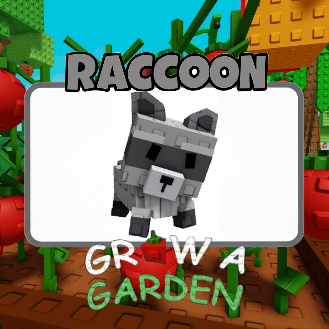 raccoon